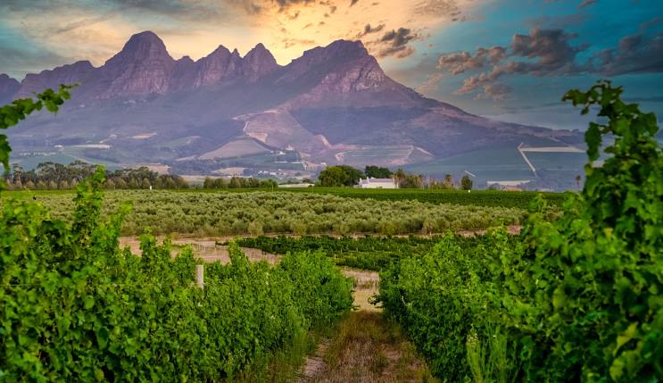 Things to Do in Stellenbosch | A Journey Through Wine, Culture, and Adventure