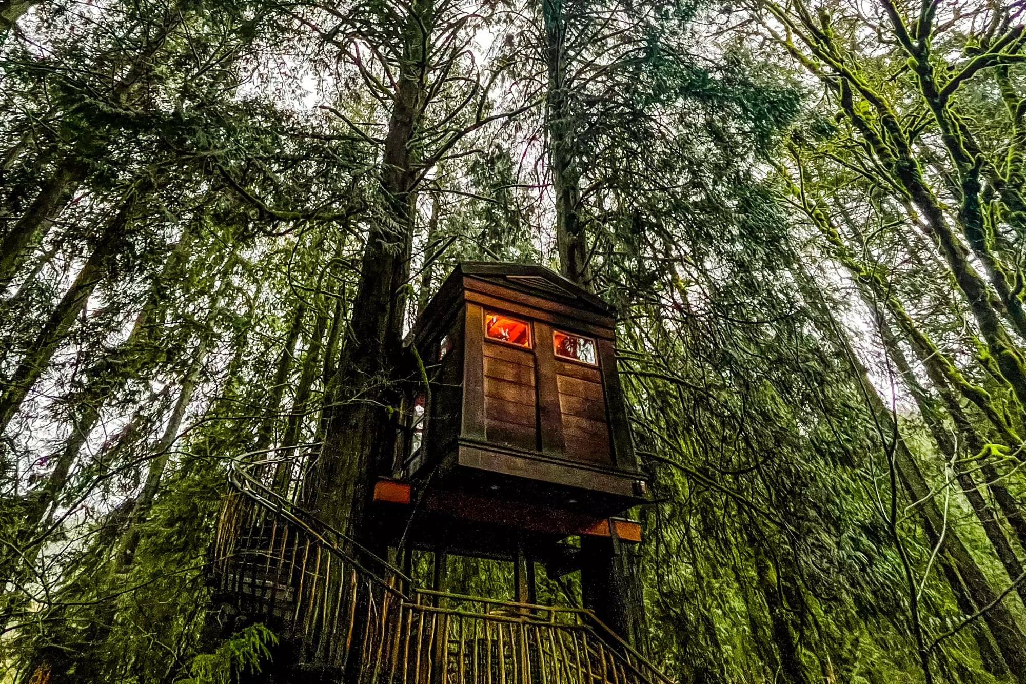 Tree House Booking – Experience Nature from a Whole New Height